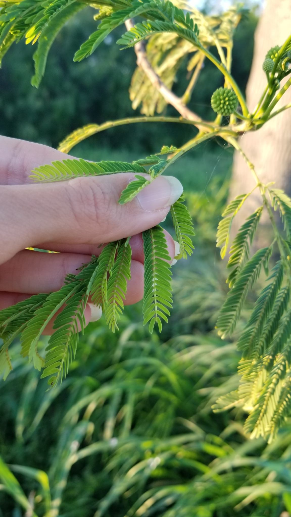 Leucaena pulverulenta